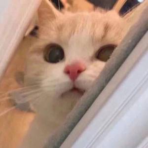 三上悠亚和结成结弦的电影编号哪些
